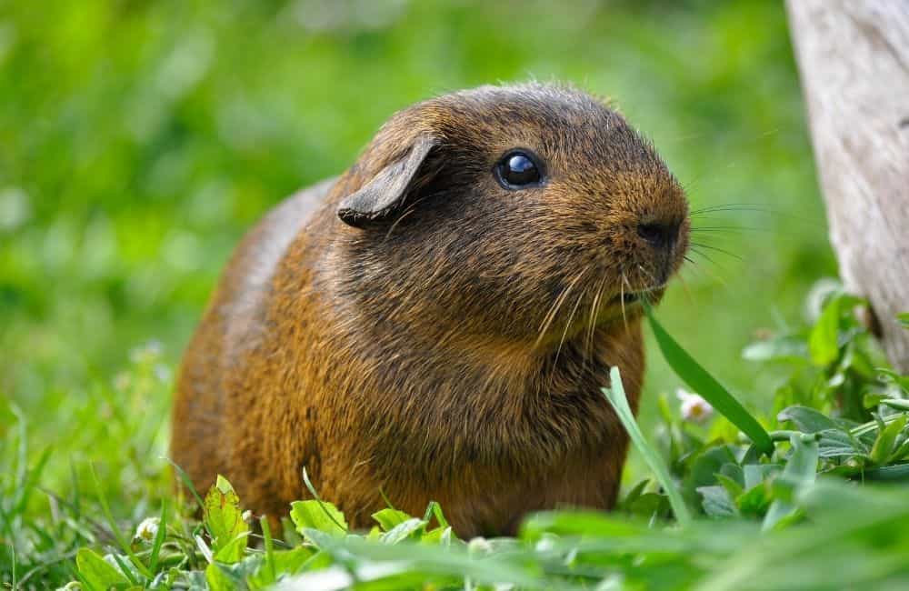 can guinea pigs eat grass