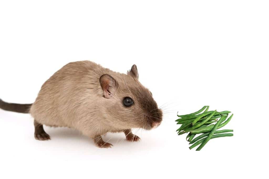 can hamsters eat green beans