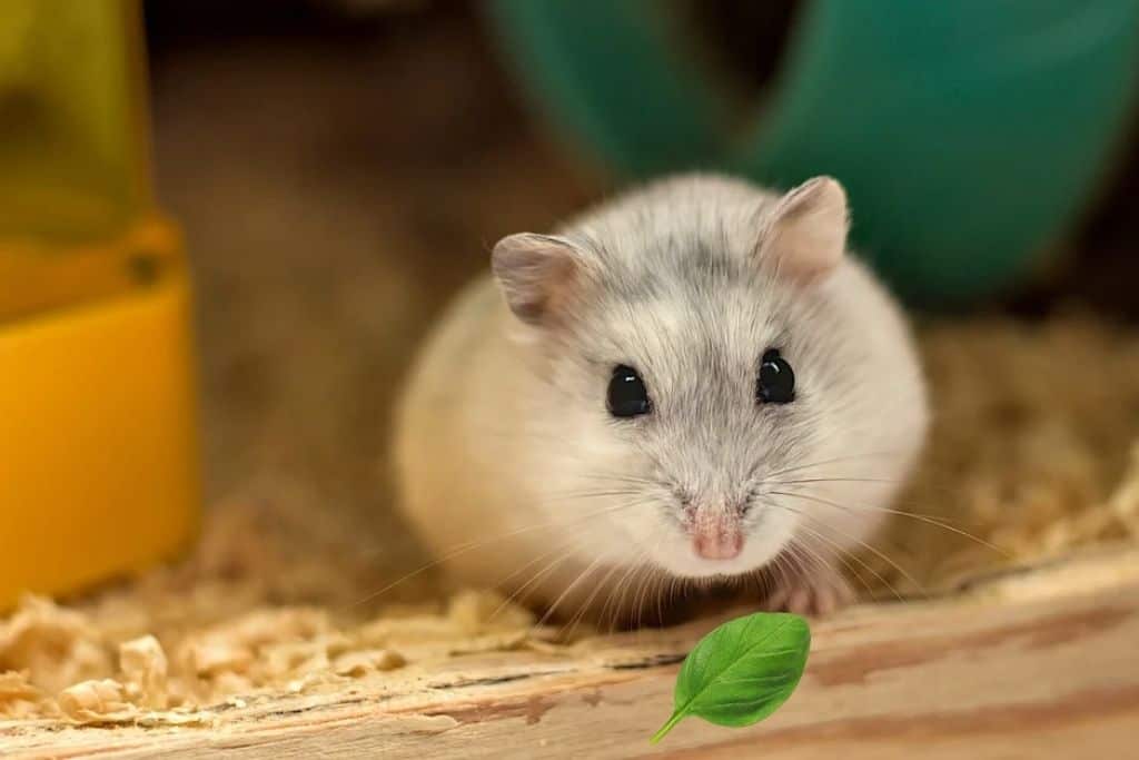 can hamsters eat basil