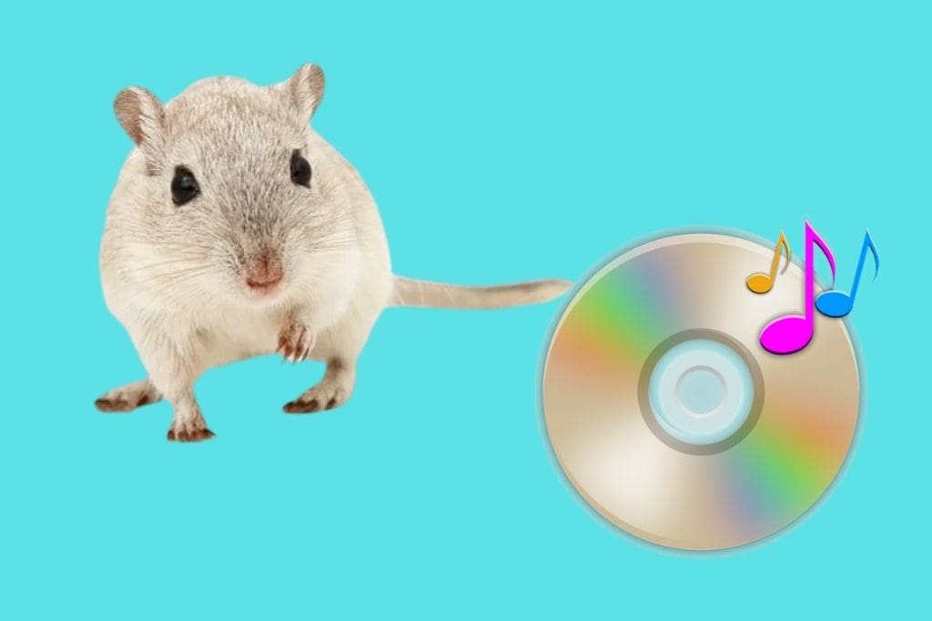 do hamsters like music