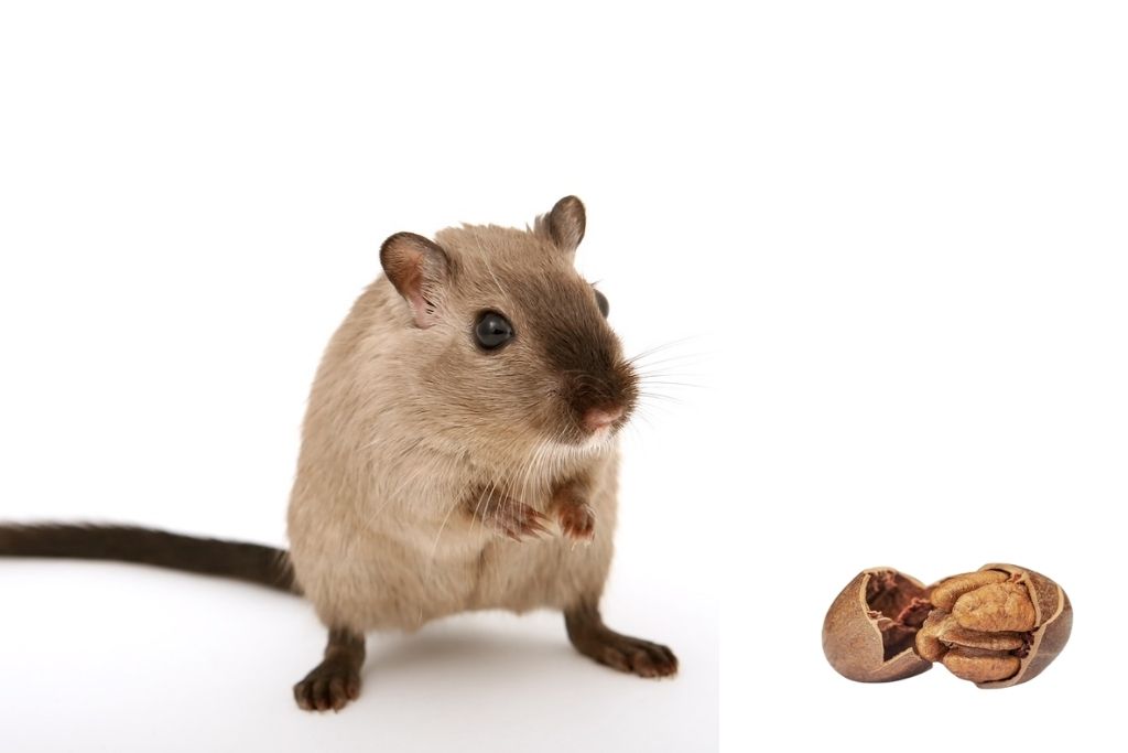 can hamsters eat pecans