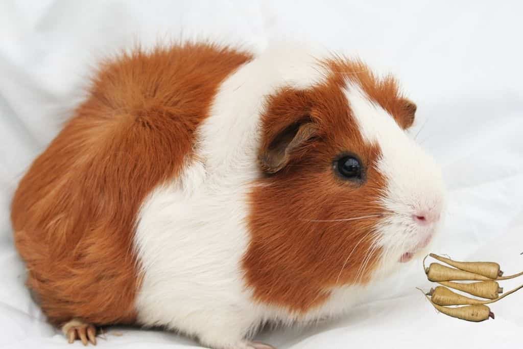 can guinea pigs eat parsnips