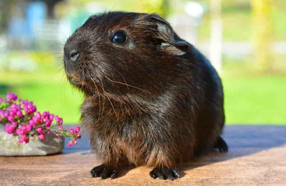 can guinea pigs eat kohlrabi