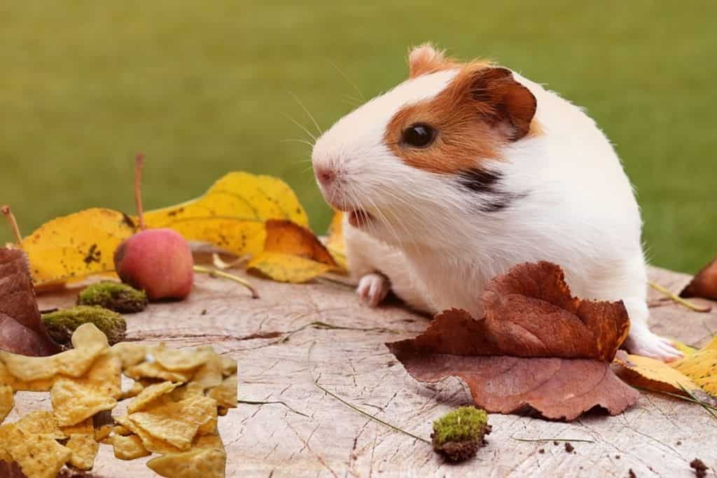 can guinea pigs eat doritos