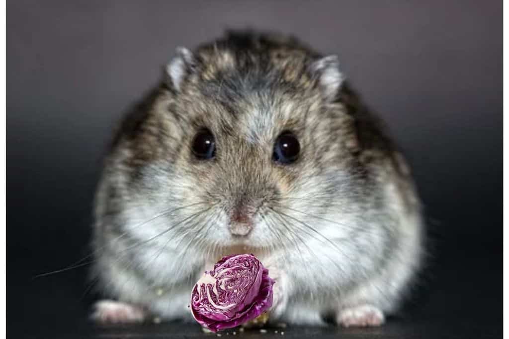 can hamsters eat cabbage