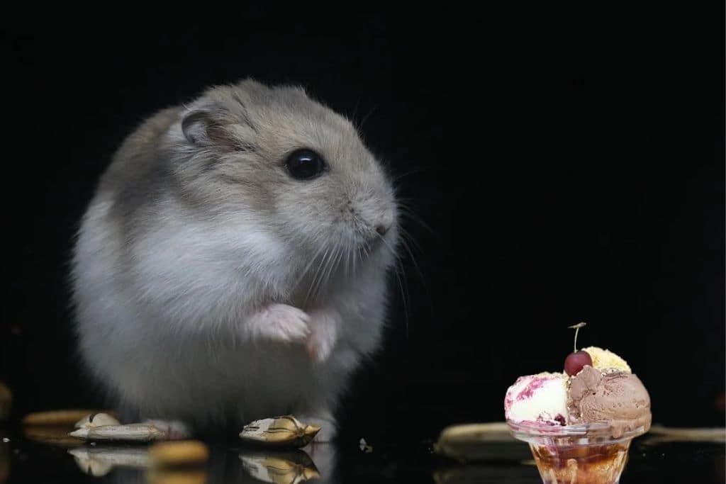 can hamsters eat ice cream