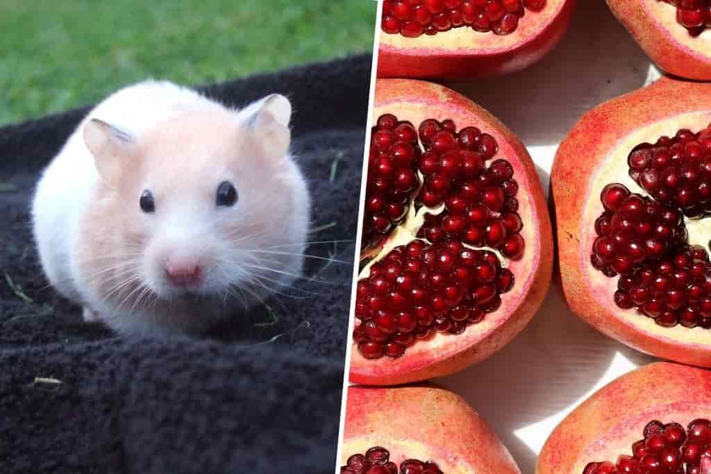 can hamsters eat pomegranate