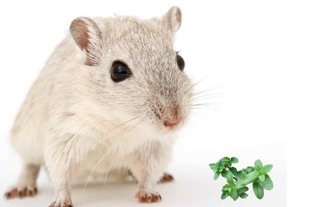 can hamsters eat mint