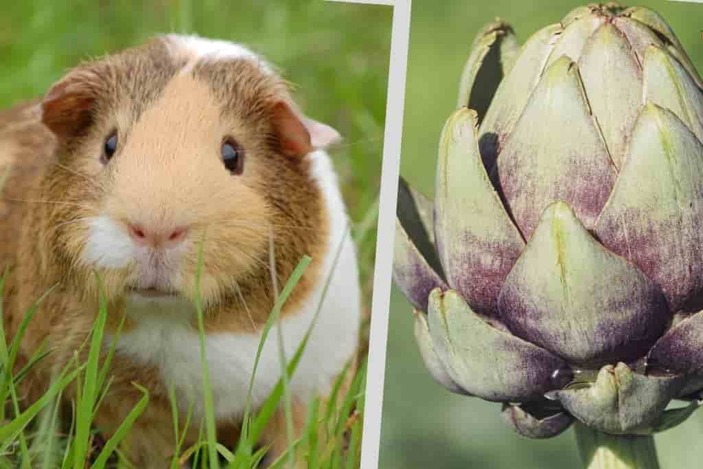 can guinea pigs eat artichokes
