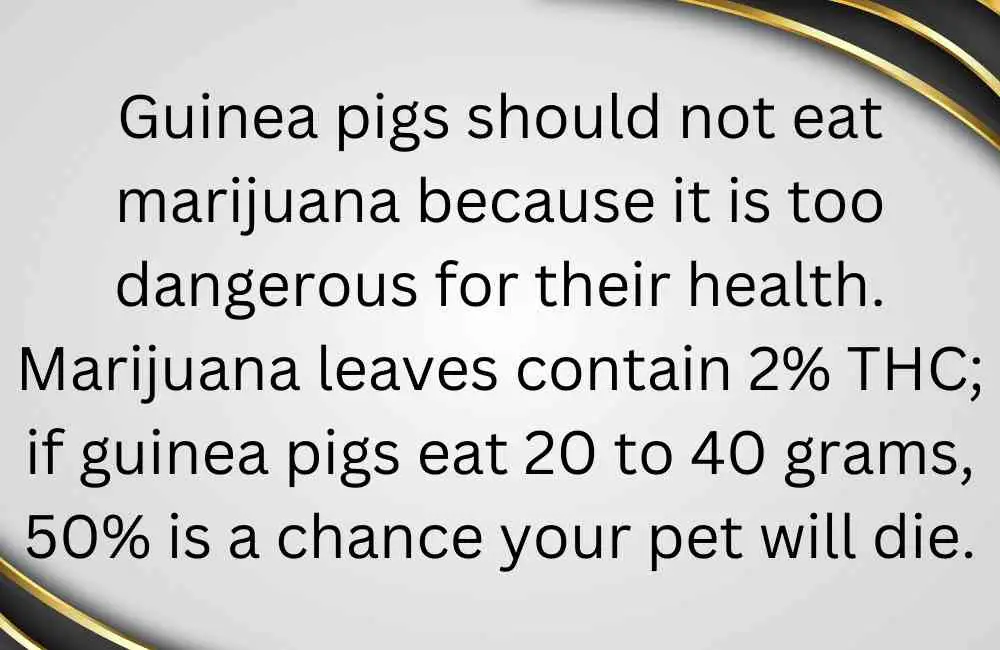 can guinea pigs eat marijuana