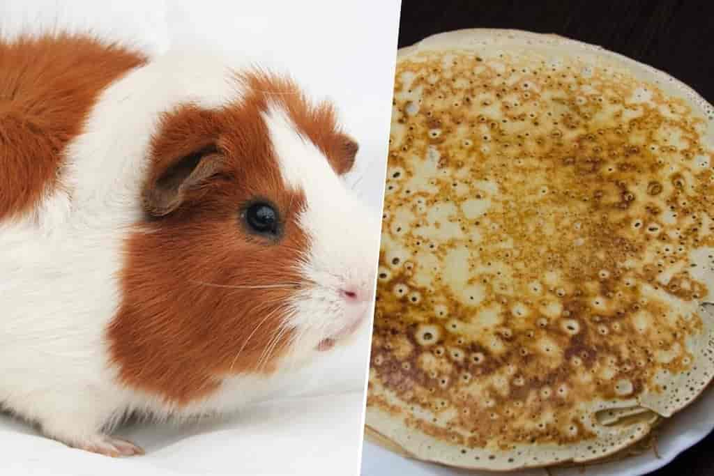 can guinea pigs eat pancakes