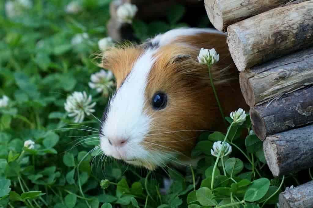 can guinea pigs eat jalapenos
