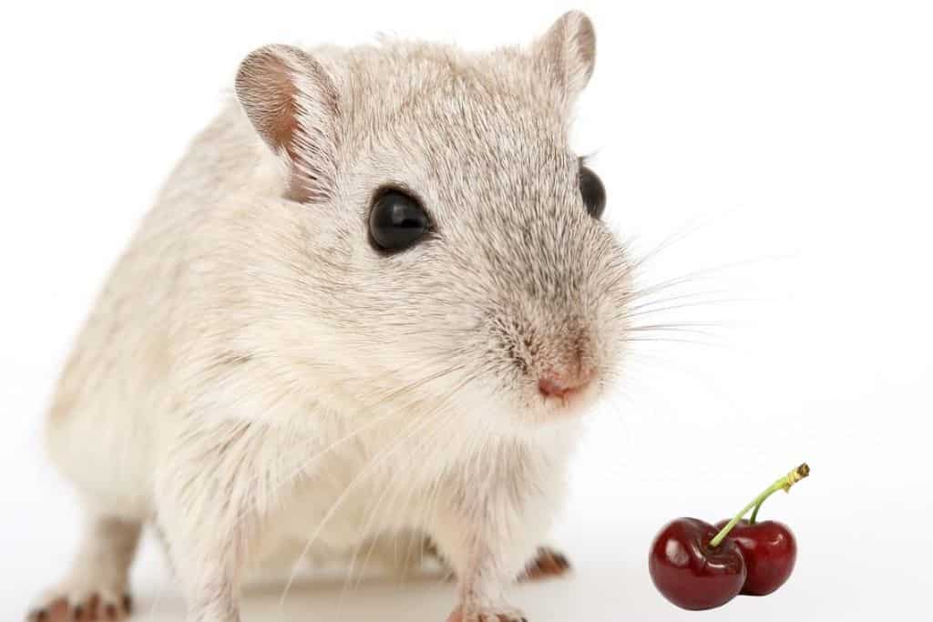 can hamsters eat cherries