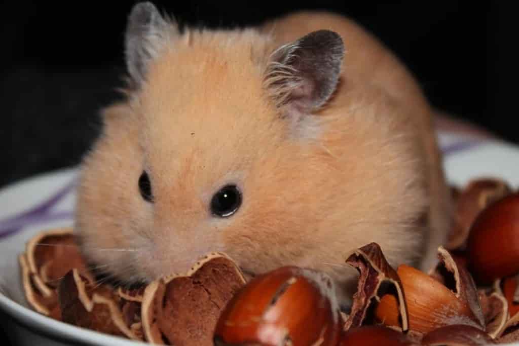 can hamsters eat hazelnuts