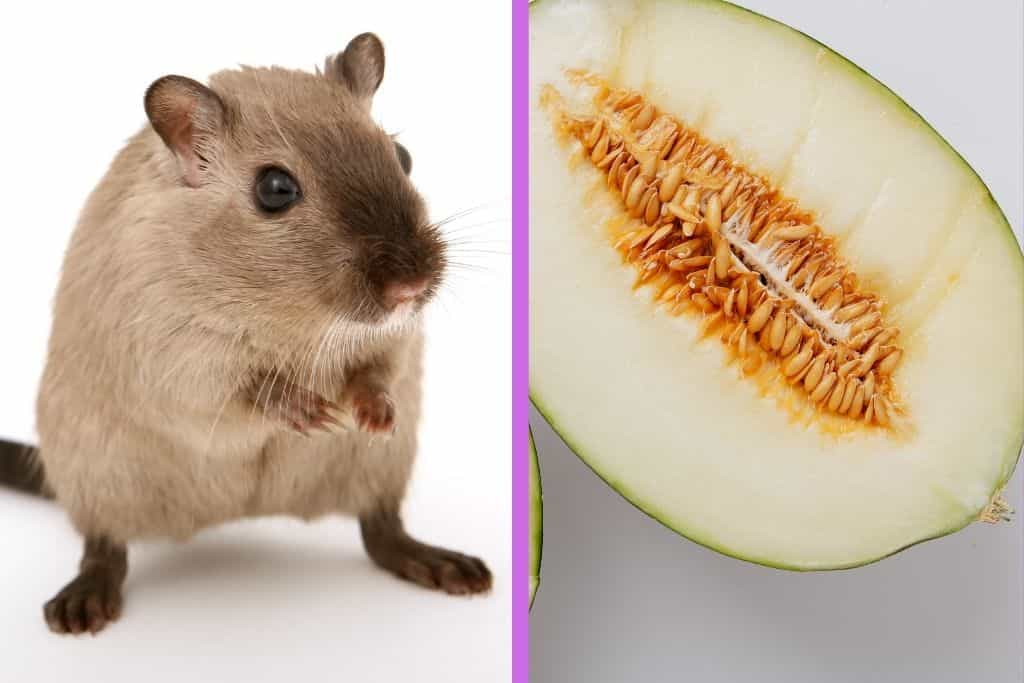 can hamsters eat cantaloupe