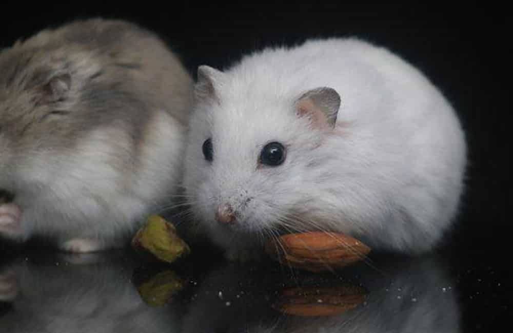 can hamsters eat coconut