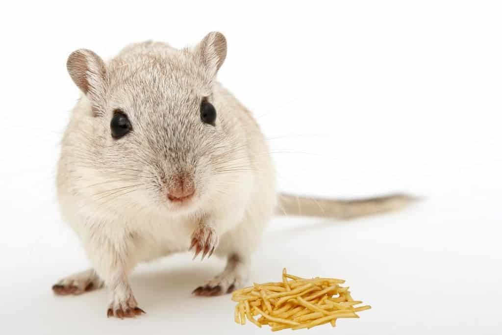 can hamsters eat french fries