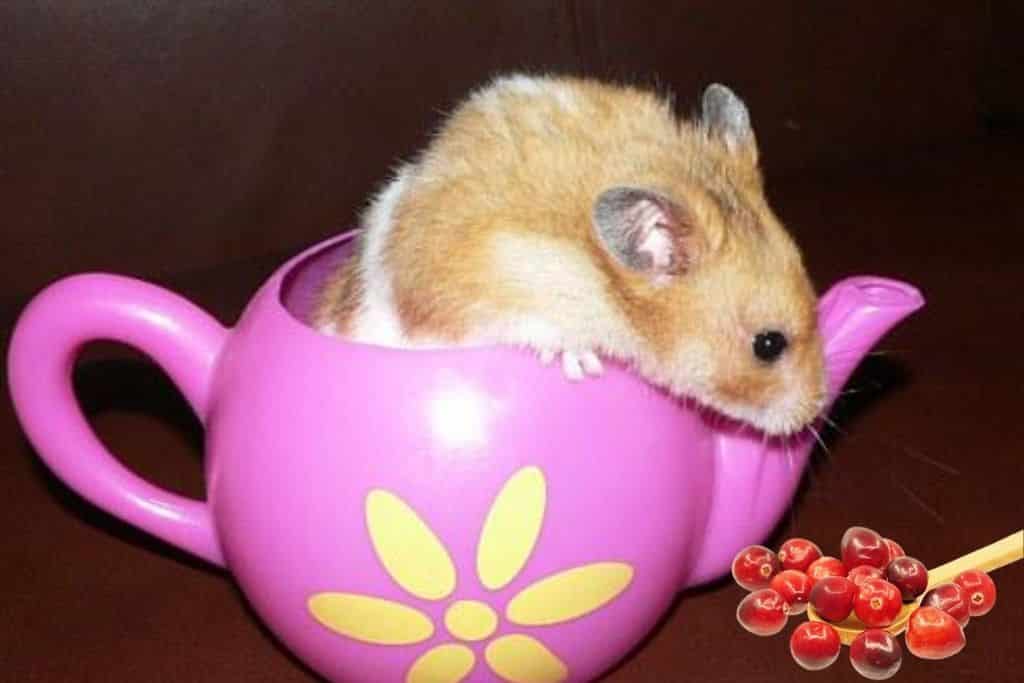 can hamsters eat cranberries