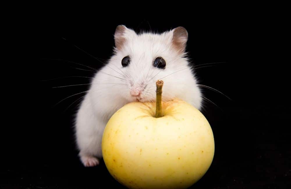 can hamsters eat applesauce
