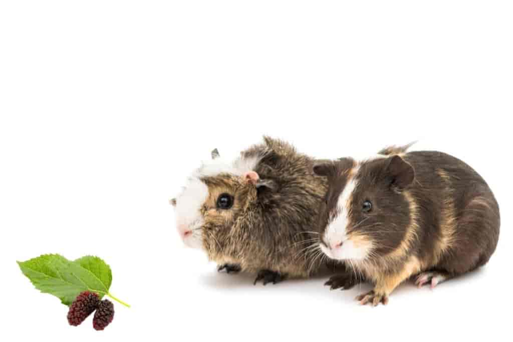can guinea pigs eat mulberries