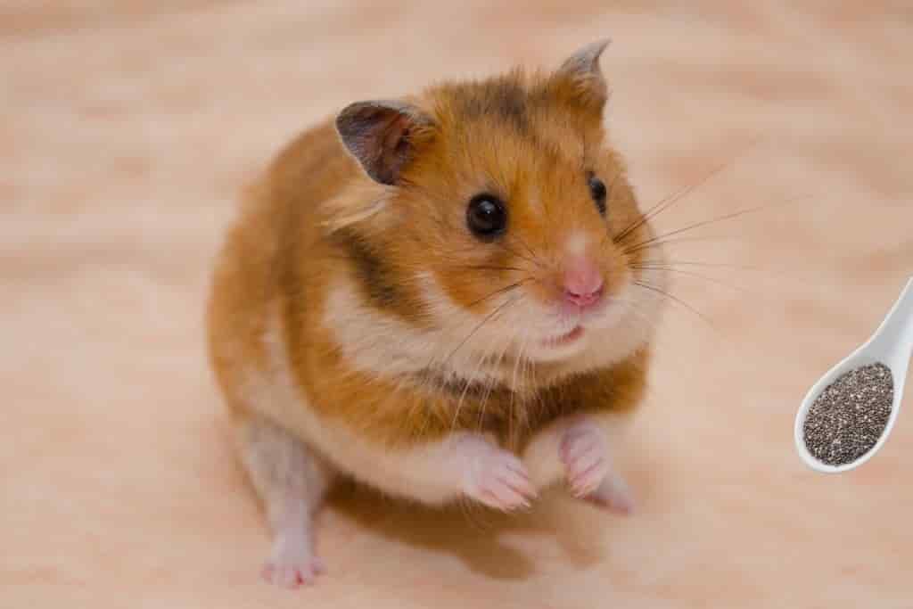 can syrian hamsters eat chia seeds