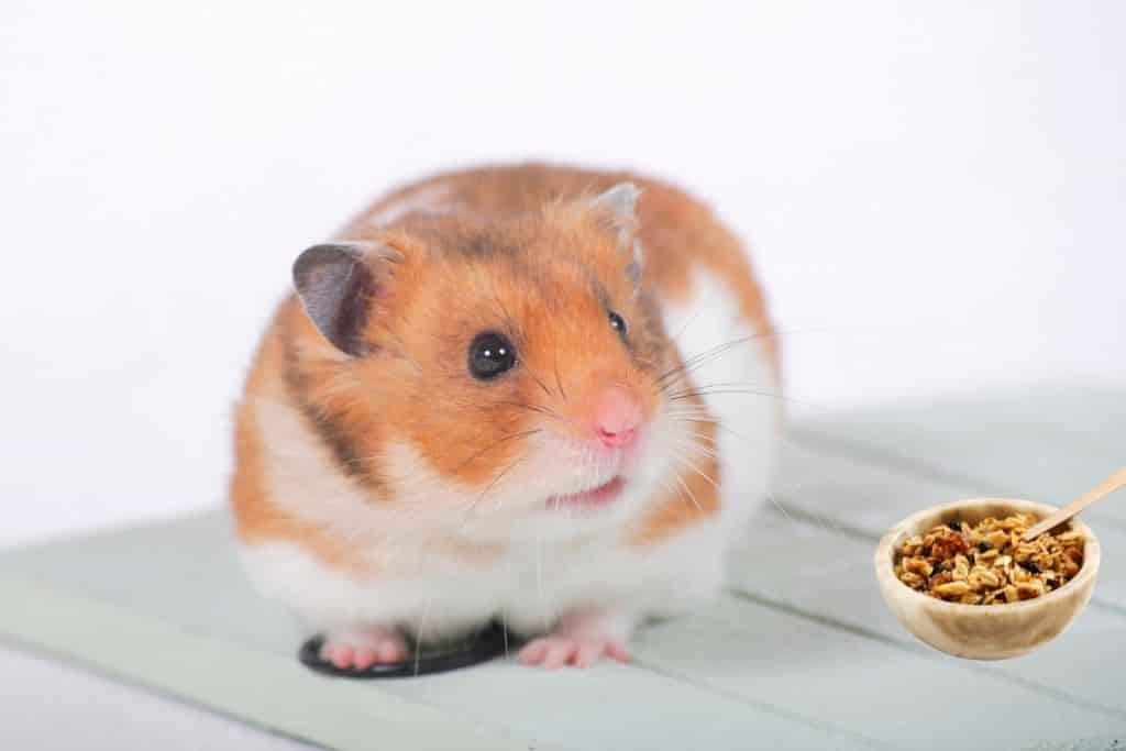 can hamsters eat granola