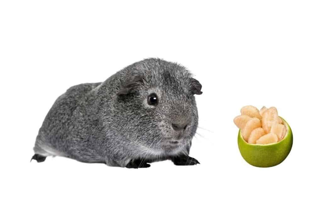 can guinea pigs eat pomelo