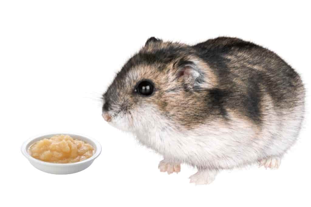 can hamsters eat applesauce