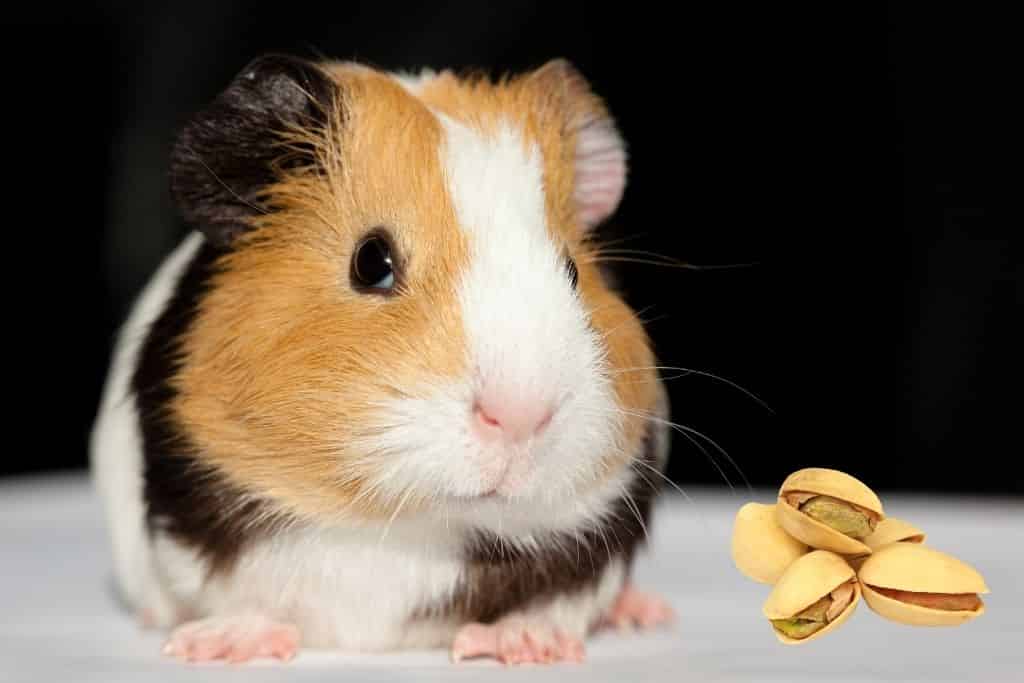 can guinea pigs eat pistachios