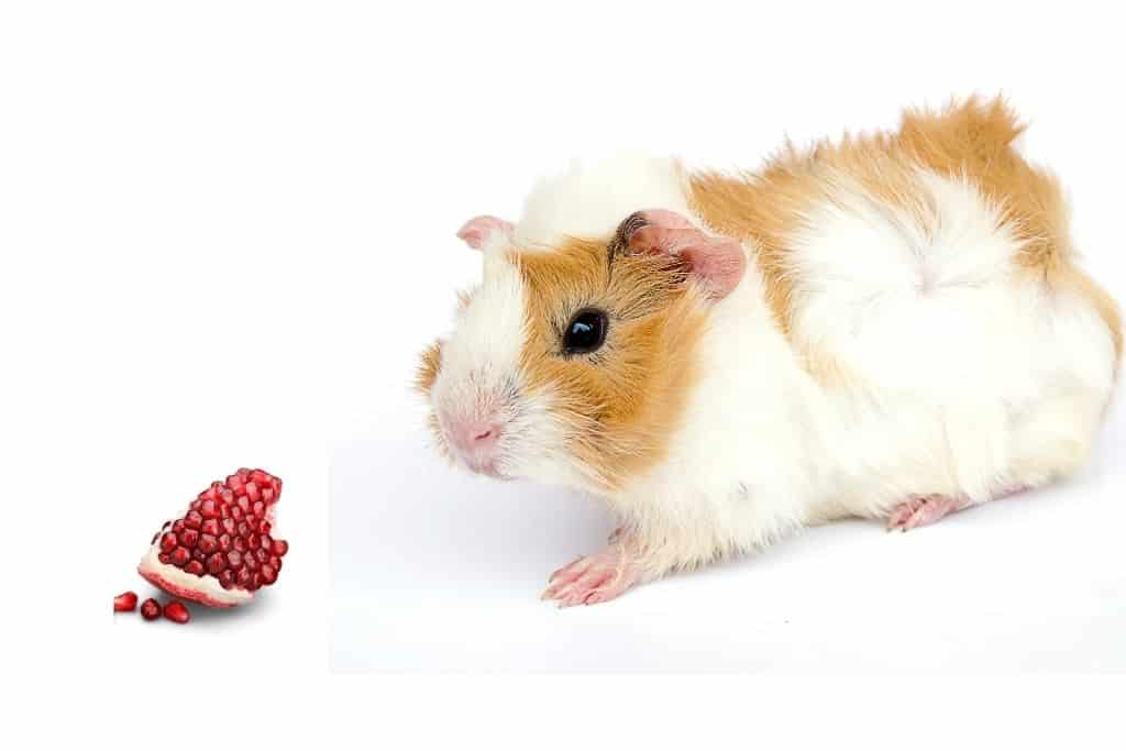 can guinea pigs eat pomegranate
