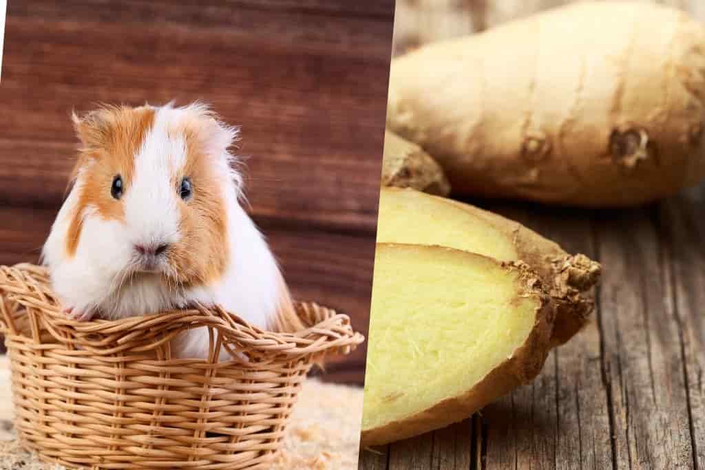 can guinea pigs eat ginger