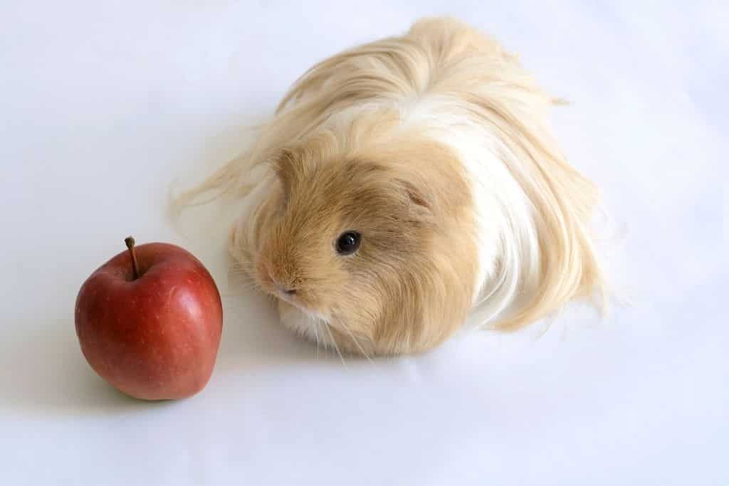 can guinea pigs eat apples