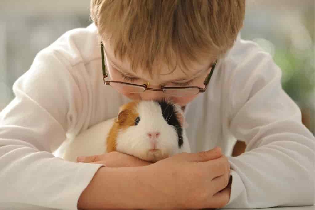 do guinea pigs like to be kissed