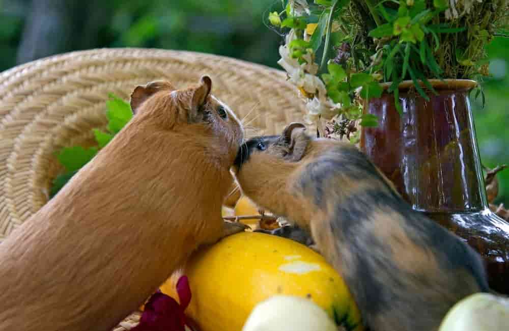 do guinea pigs like to be kissed