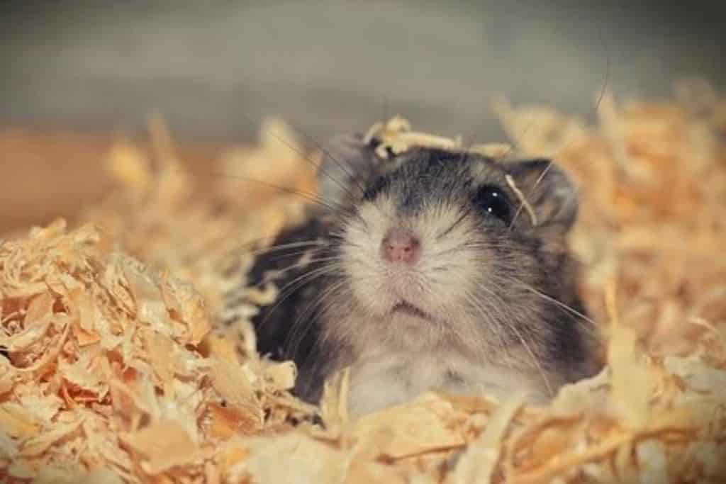 can hamsters breathe under bedding