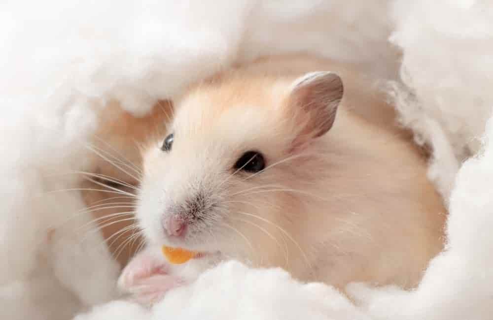 can hamsters eat shrimp