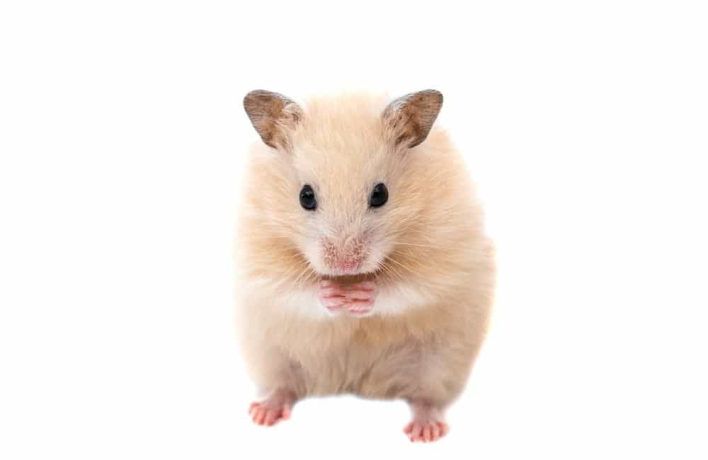 why hamsters ears are down
