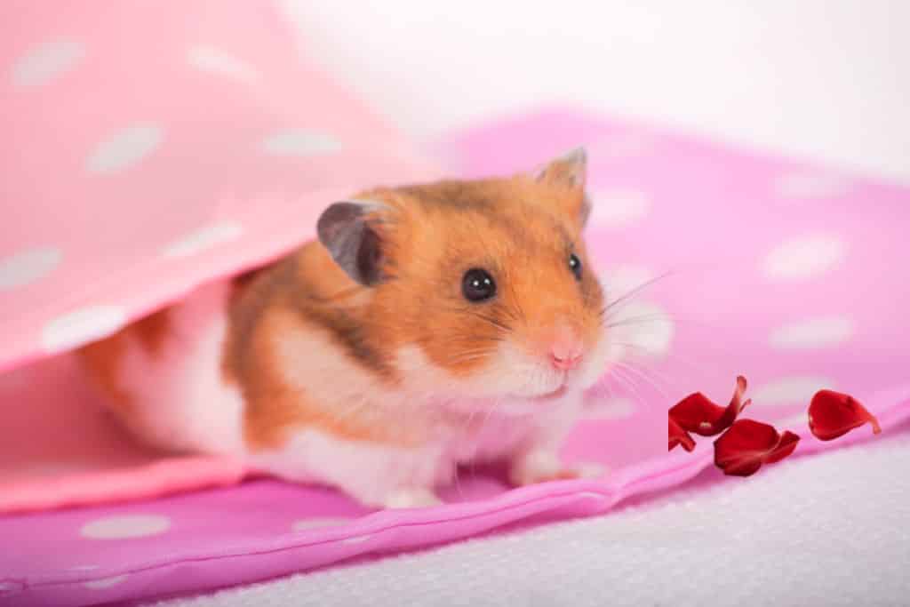 can hamsters eat rose petals