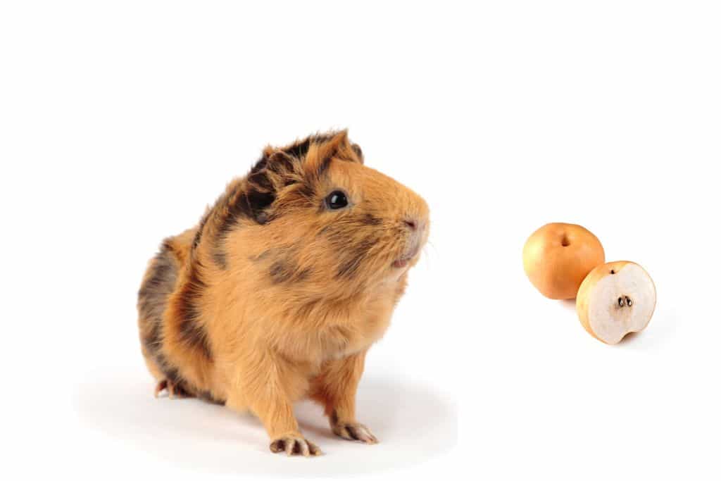 can guinea pigs eat asian pears