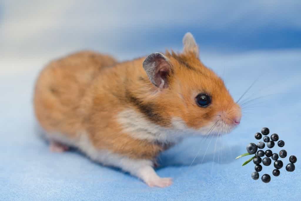 can hamsters eat acai berries