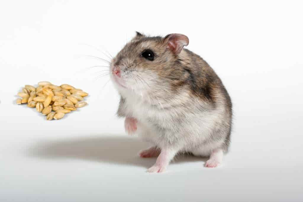 can hamsters eat barley