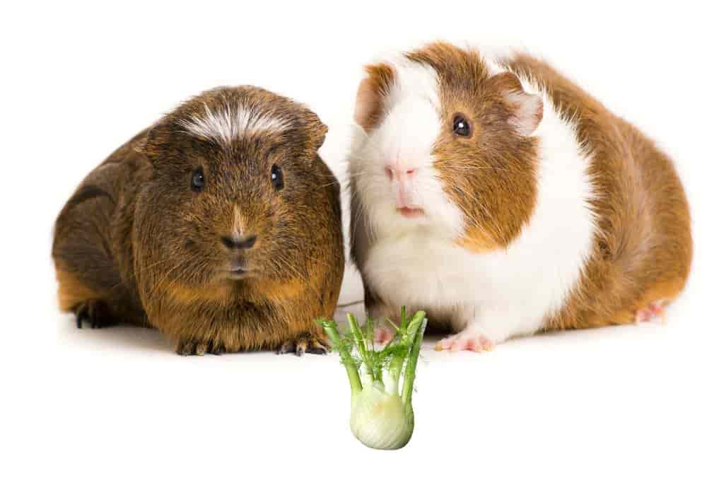 can guinea pigs eat fennel