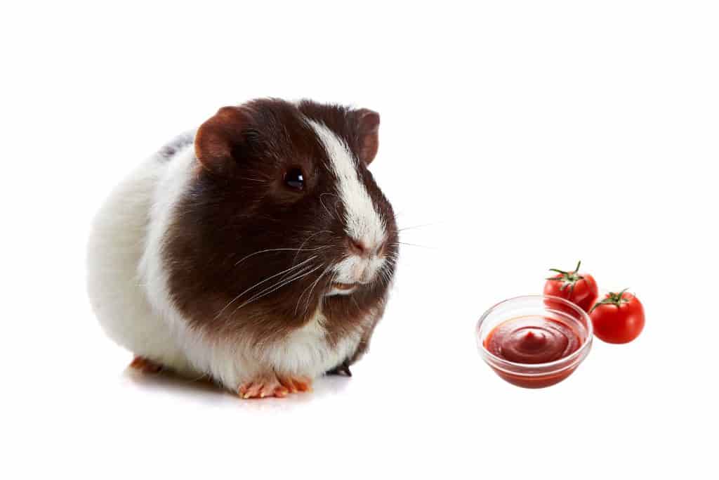 can guinea pigs eat ketchup