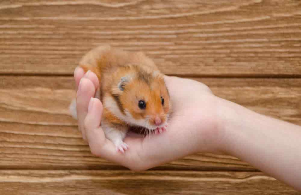 can hamsters eat chestnuts