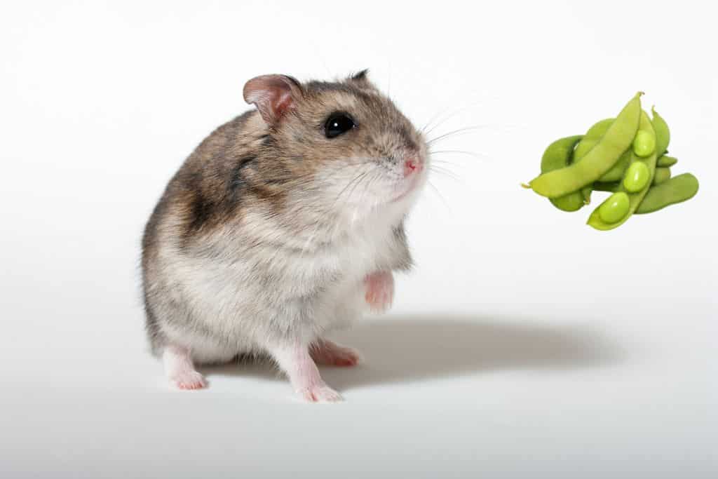 can hamsters eat edamame