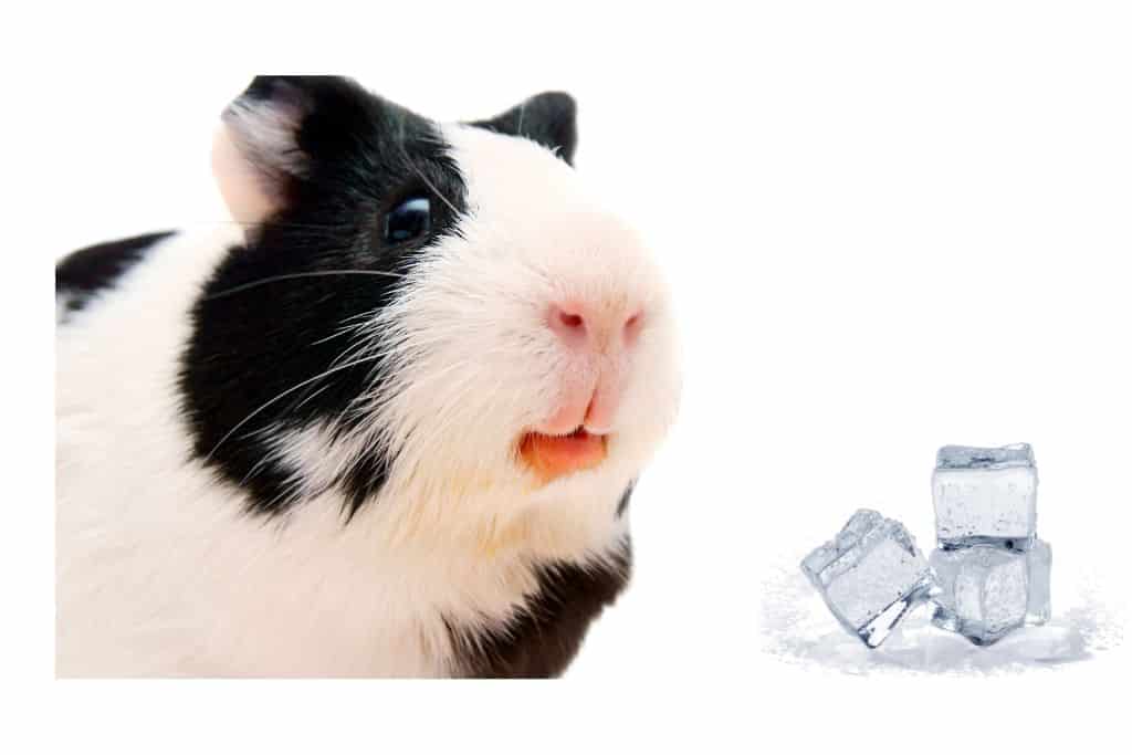 can guinea pigs eat ice