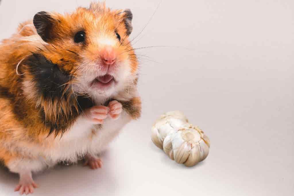 can hamsters eat garlic