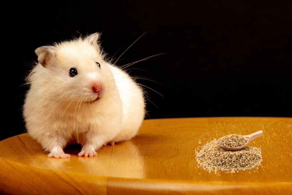 can hamsters eat sesame seeds