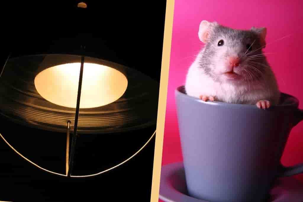 do hamsters need a heat lamp