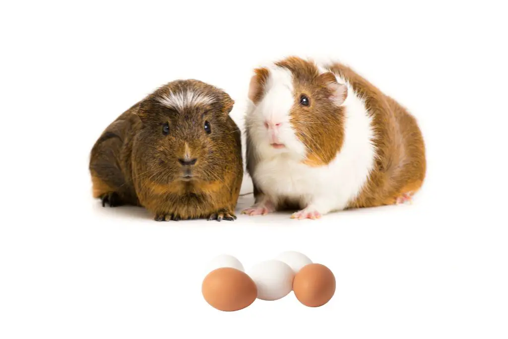 can guinea pigs eat eggs